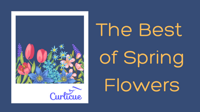 The Best of Spring Flowers