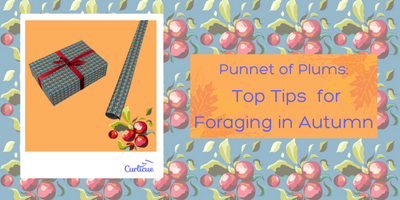 Punnet of Plums: Top Tips for Foraging in Autumn